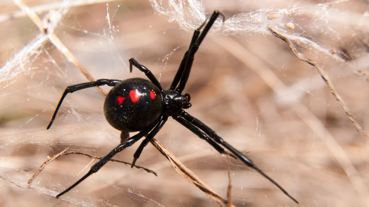 Scattered Spider Hacking Spree Continues with Airline Sector Attacks
